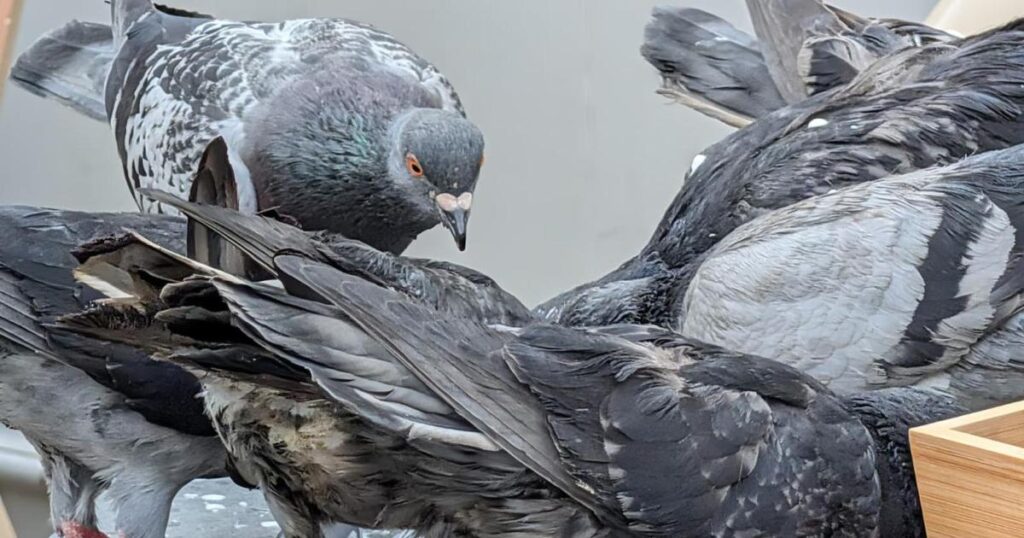 Pigeons to be trapped and sent to abattoir