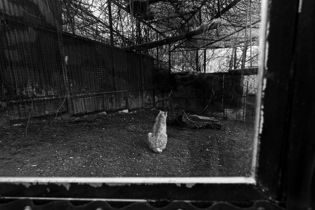 Photography project of animal welfare standards around Spain.