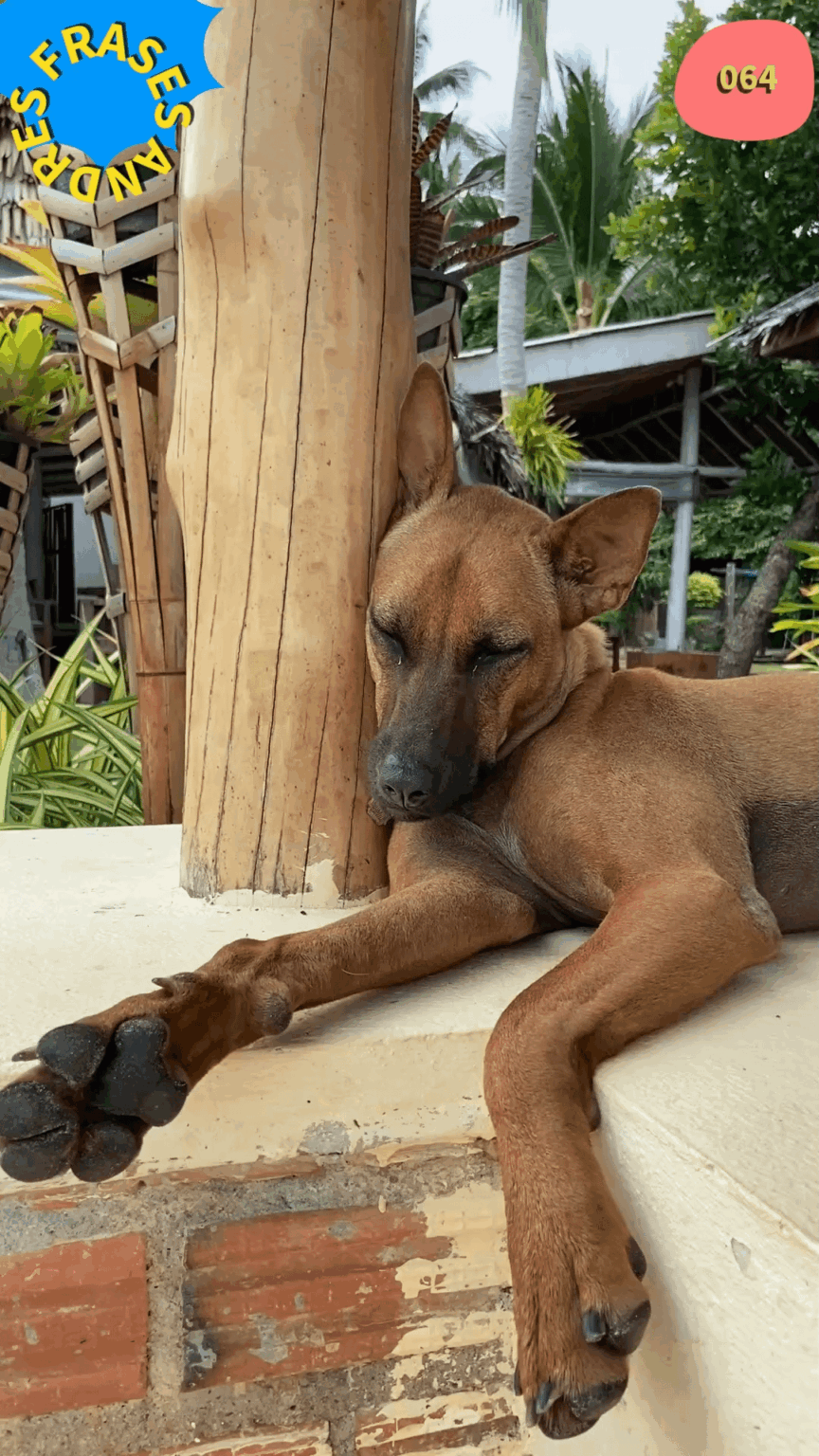 The dog knows when to rest after running.