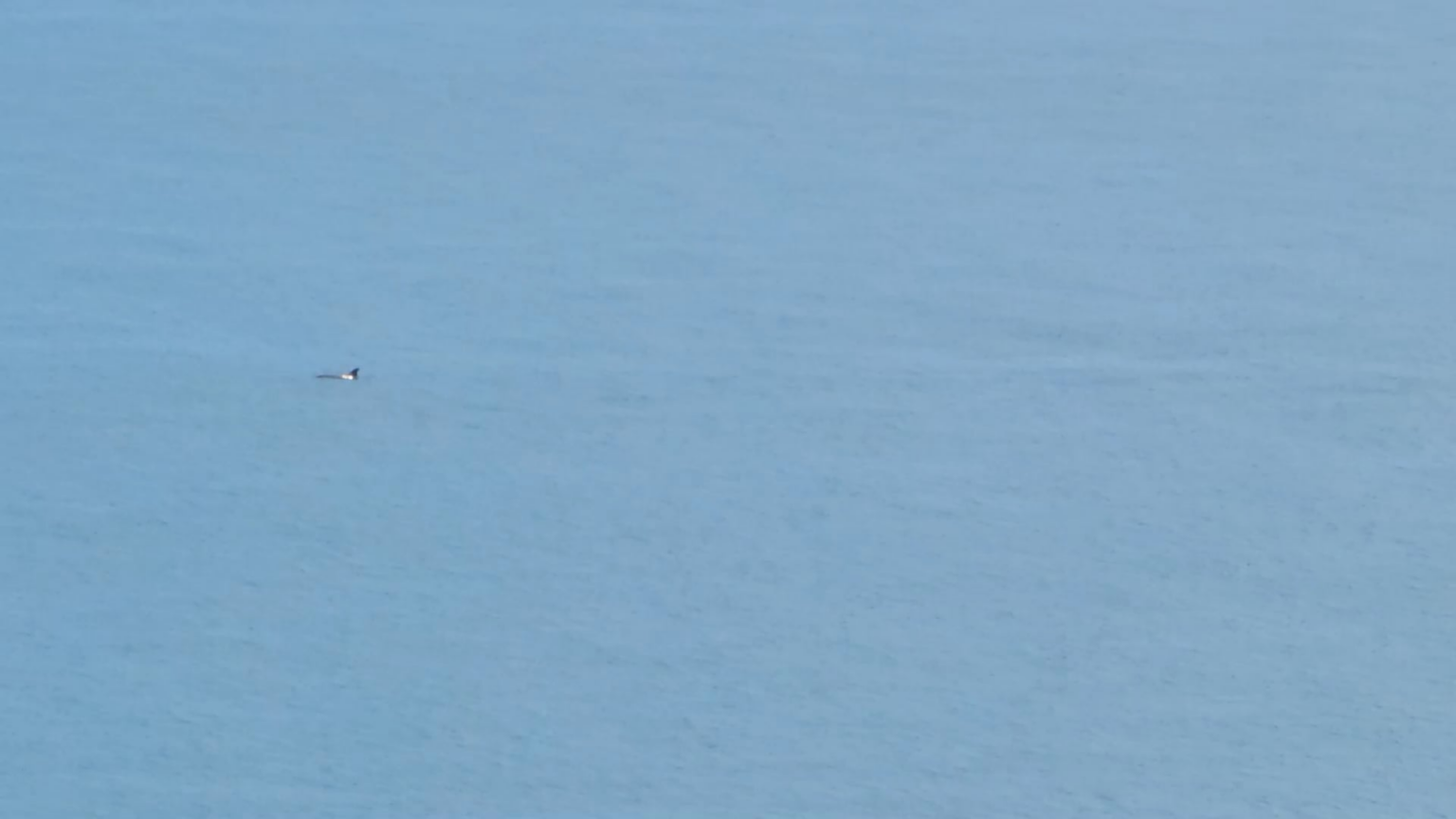 A pod of dolphins just 100m offshore in the bay today. You don't see this on weekends with all the jet skis hooning around.