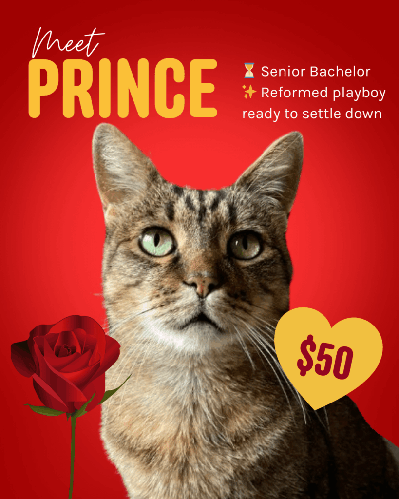 Spend Valentine's Day on your own? We can get you a new soulmate for only $50!