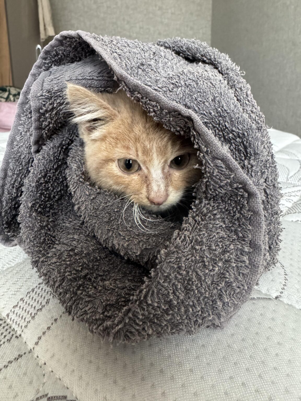 Found a kitten-looking for a possible home