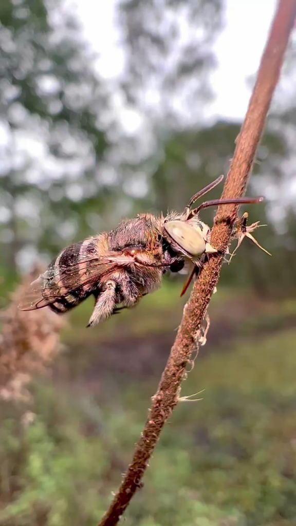Amegilla bee after the rain