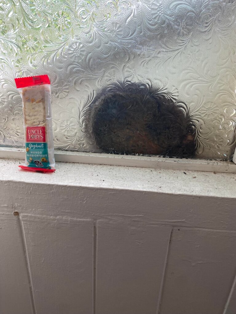 Possum at the window, what to do?