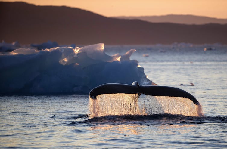 a whale’s tail rises above the water