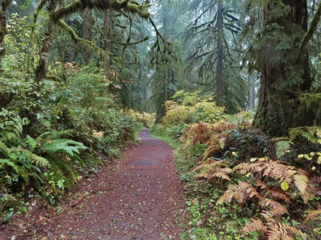 Carbon river Rainforest