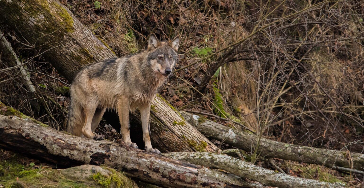 A wolf stands on the branches of a fallen tree in woodland.