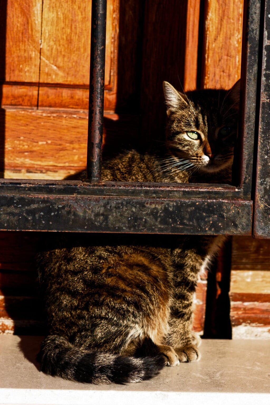 I got a camera 2 months ago, these are the cats I took pictures of