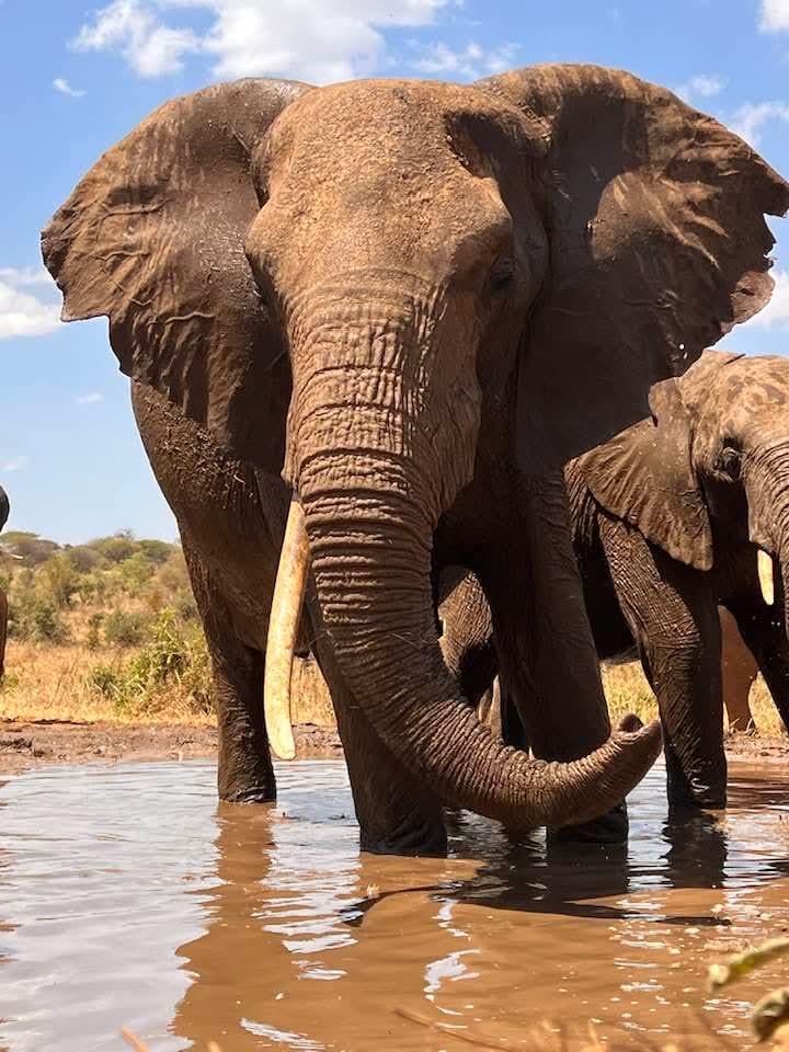“That moment when an elephant walks straight toward you.”
