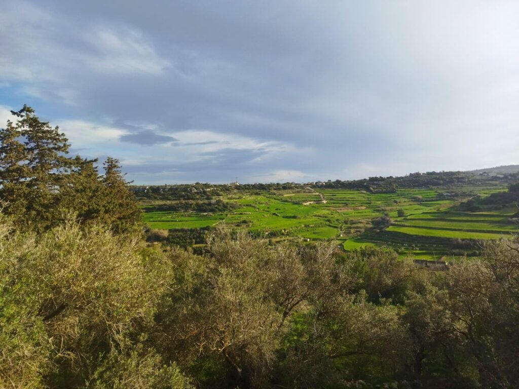 Beautiful maltese view
