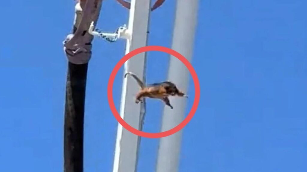 Tradie’s alleged horrifying act towards helpless animal horrifies Australia