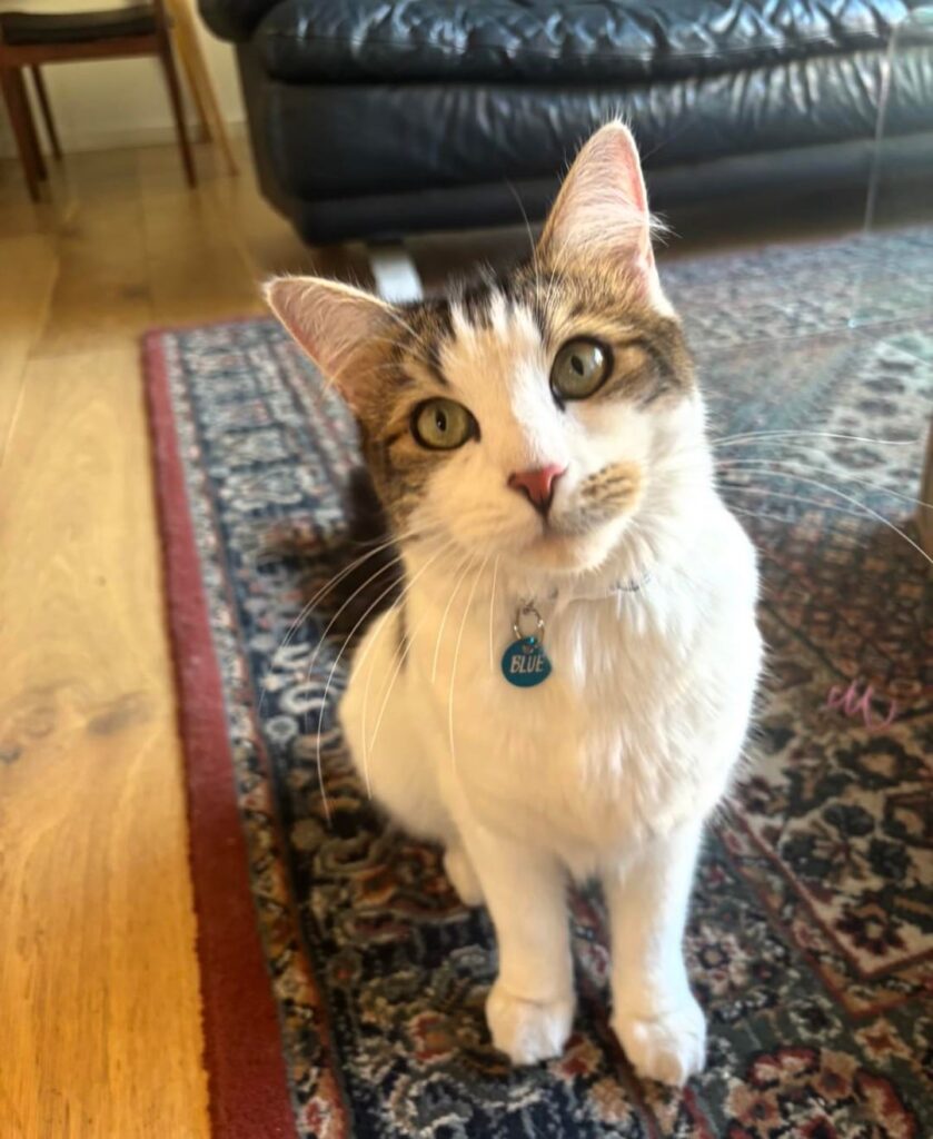 Missing Cat - Brunswick area