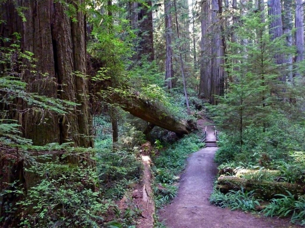 Redwood National state park California.