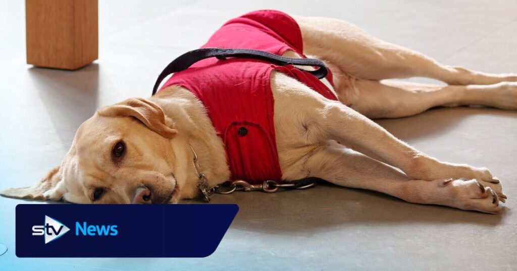 Taxi driver who refused to pick up guide dog and owner has licence suspended