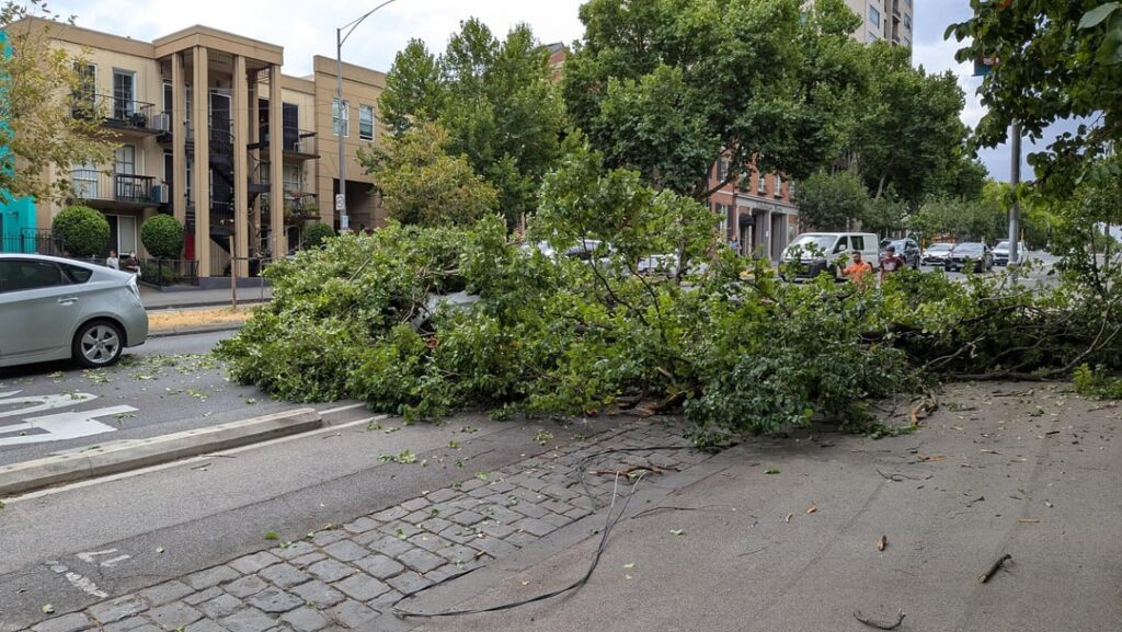 Today a tree chose violence