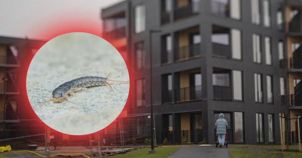 “These are not cockroaches or mice, but the feeling is just as disgusting!” The attack of insects shocks the residents of Tallinn’s new developments "These are not cockroaches or mice, but the feeling is just as disgusting!" The attack of insects shocks the residents of Tallinn's new developments