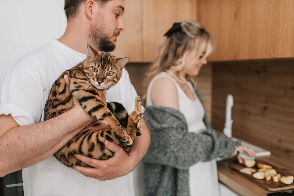cats, pets, cat handling, veterinarian, feline behavior