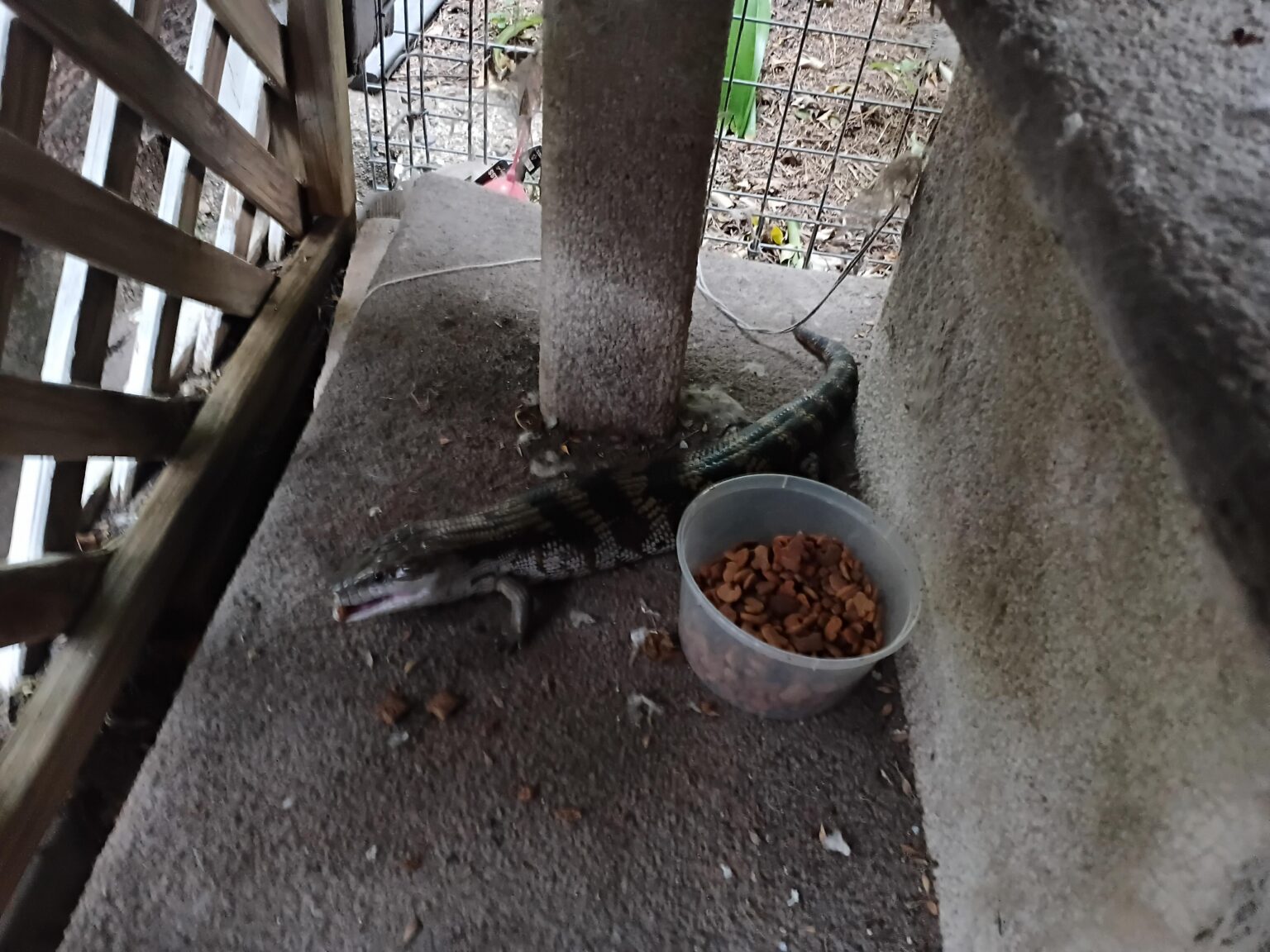 Look at the size of this cat-food thief!