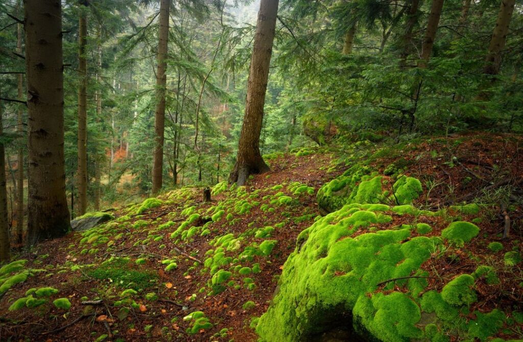 Everything is green outdoors