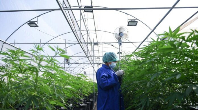 How many companies have cannabis cultivation licenses in Macedonia and how were they granted?