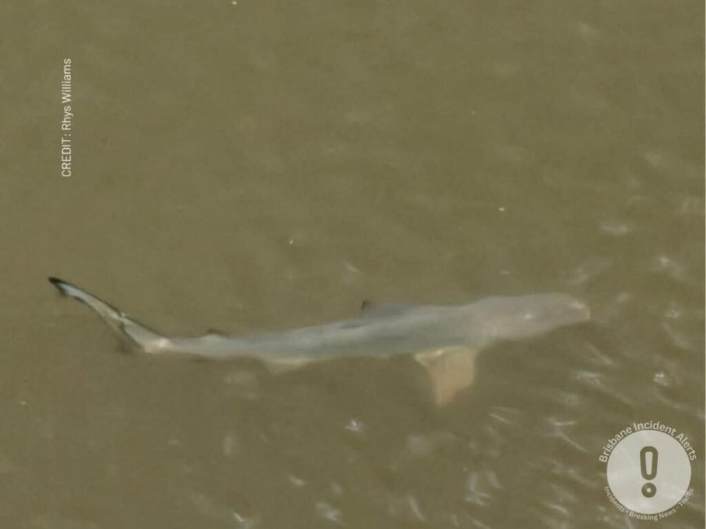 Shark Sighting at Kedron Brook near Kalinga Park Shark Sighting at Kedron Brook near Kalinga Park