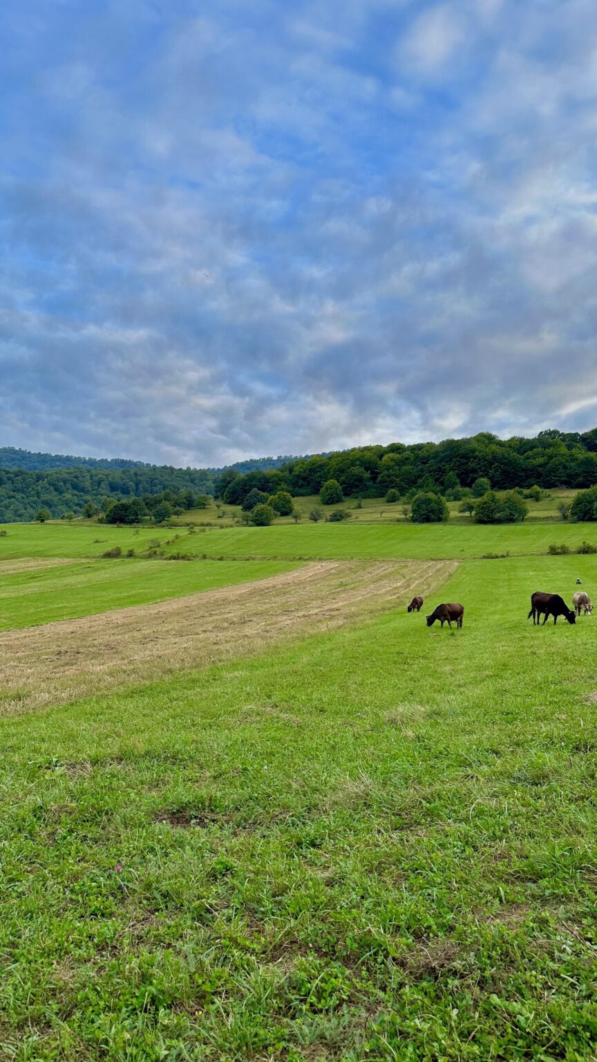 Every time I see views like this in Armenia, I fall in love with our nature even more. Any guesses which region of Armenia this is from? 🇦🇲💚