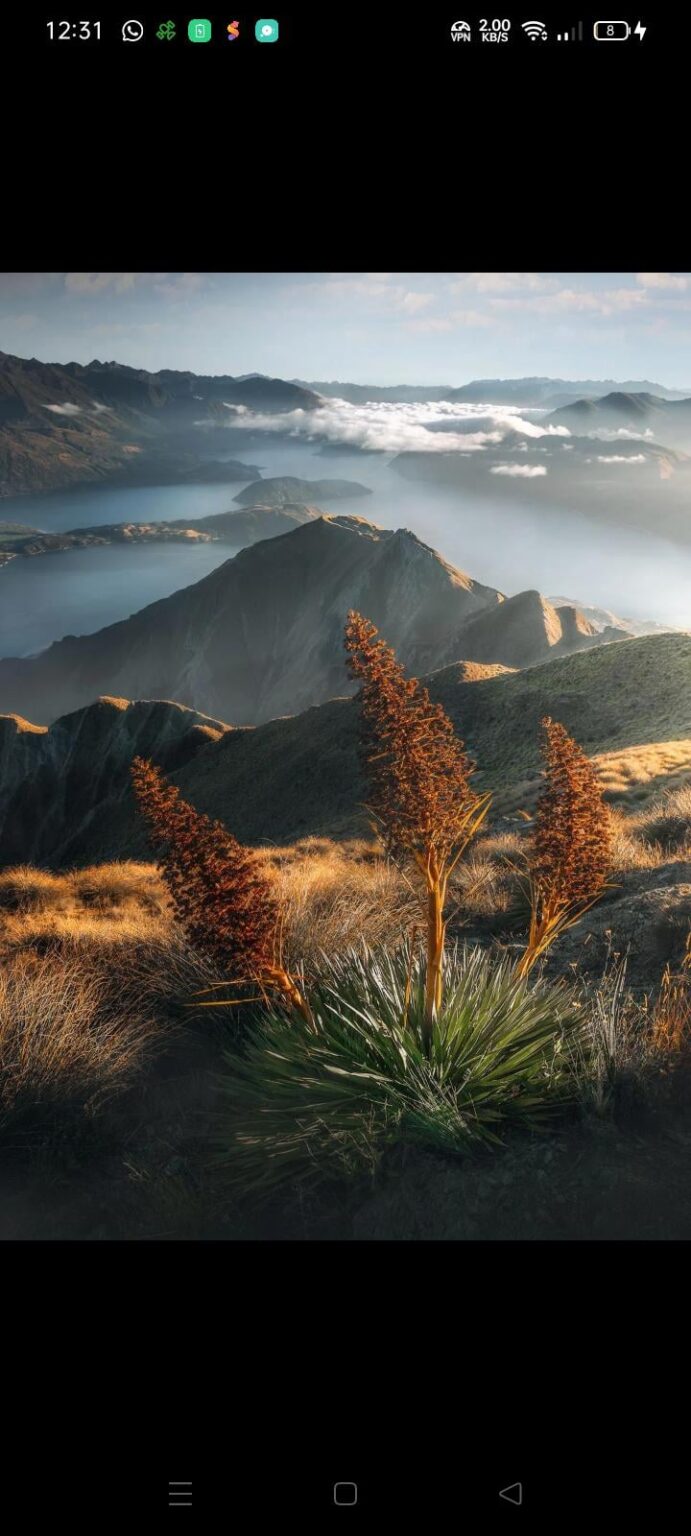 The view from the top of Roy’s Peak, New Zealand.