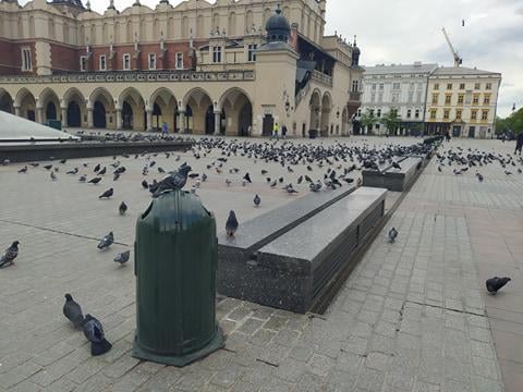 Contraception for pigeons. Kraków uses new solutions
