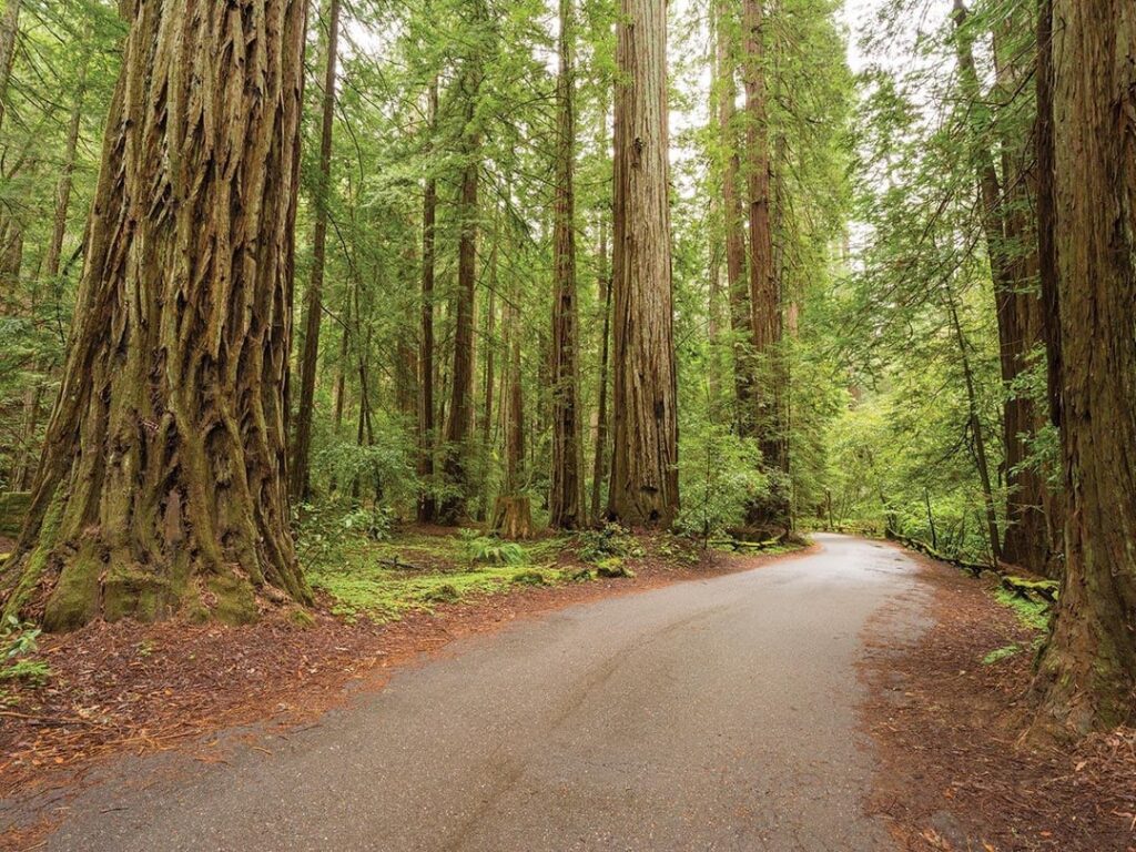 Redwood national state park!!