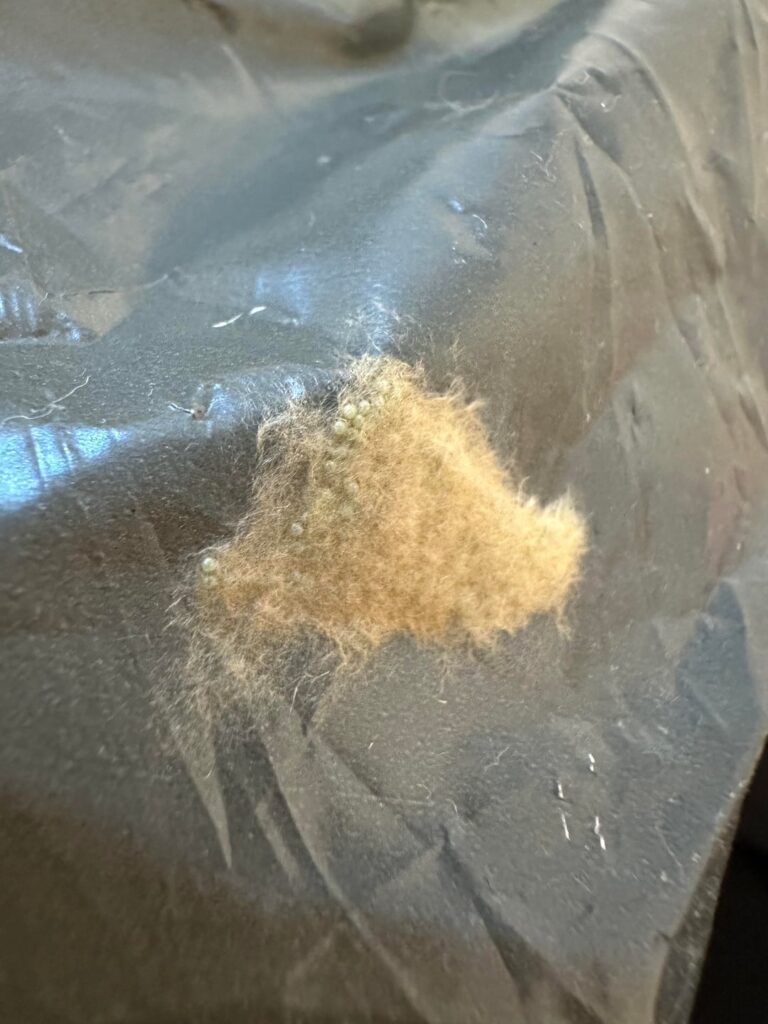 Mould or insect eggs?