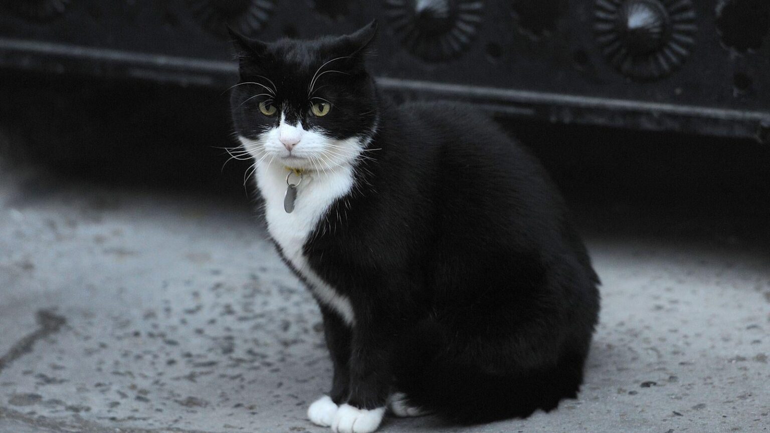 Former Foreign Office chief mouser Palmerston dies in Bermuda