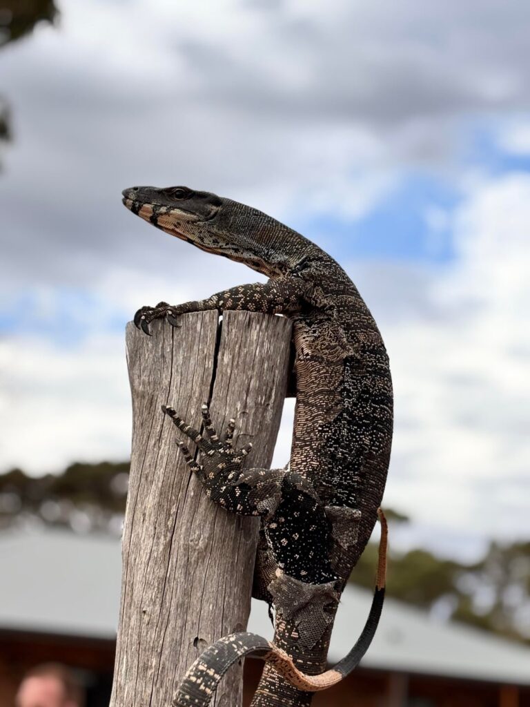 Monitor of some kind found in the in laws orchard up past Bendigo