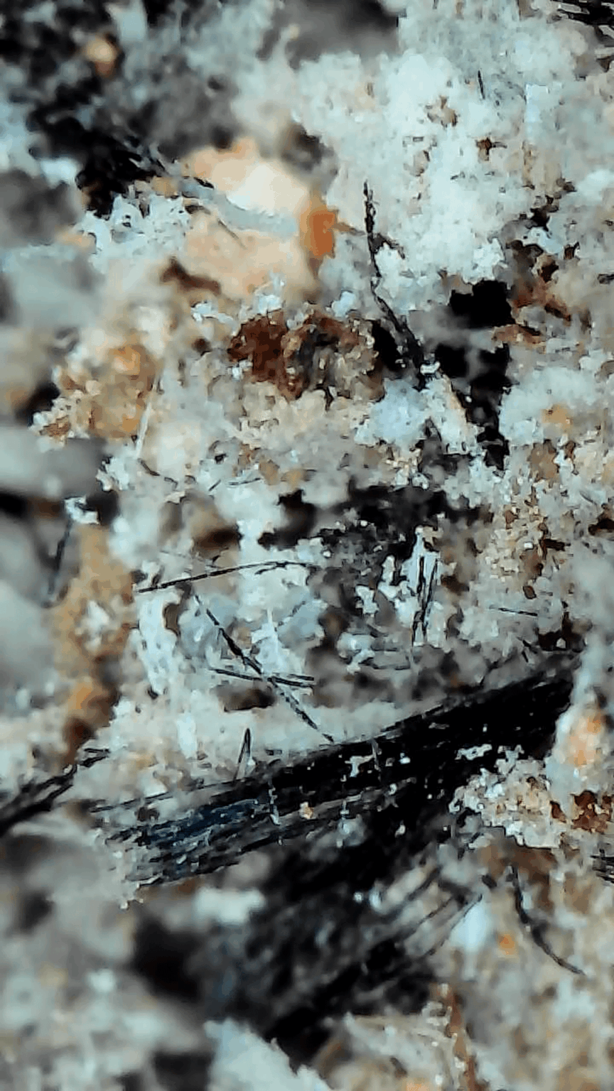 Under the microscope