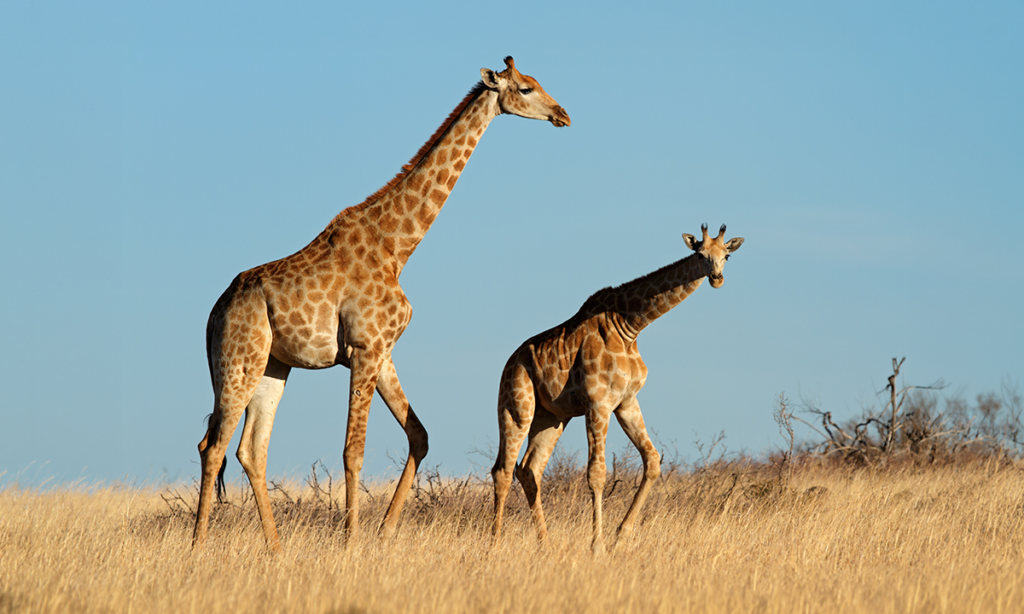 How Poop Could Save the Giraffe