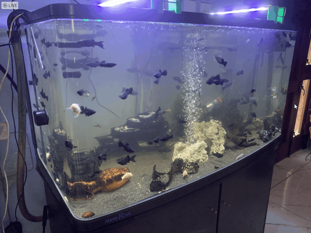 Selling of tropical fish
