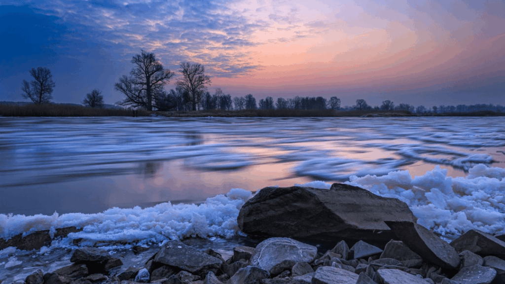 Winter silence in the pine forests of Brody, Poland