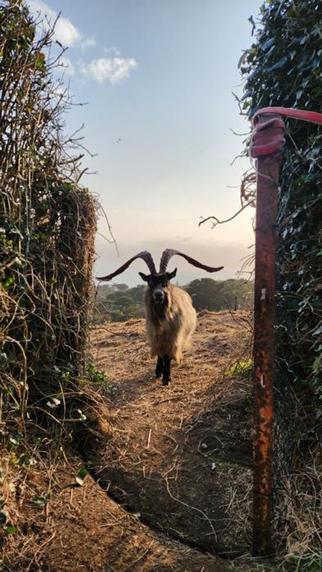 Old Irish goat with large horns standing between an open gate