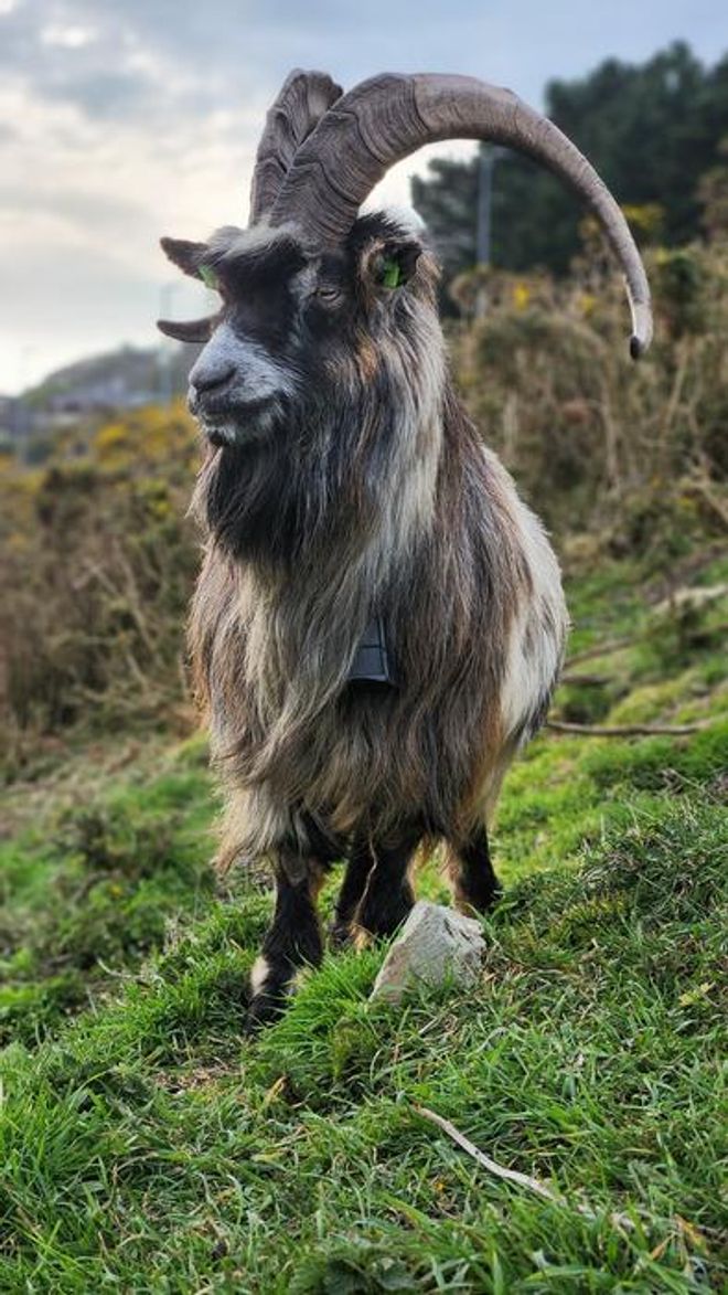 majestic old Irish goat with large horns