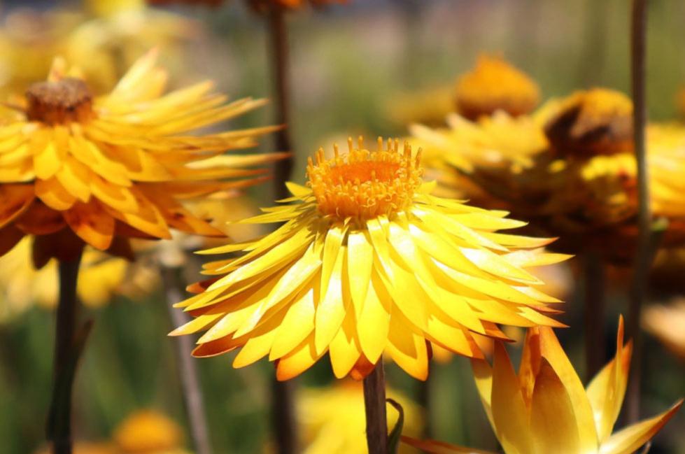 City of Melbourne's newly announced floral emblem "Swamp Everlasting"