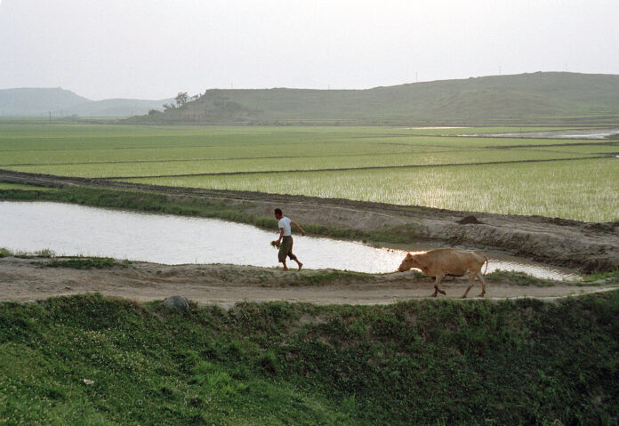 A farmer in North Korea with a cow.