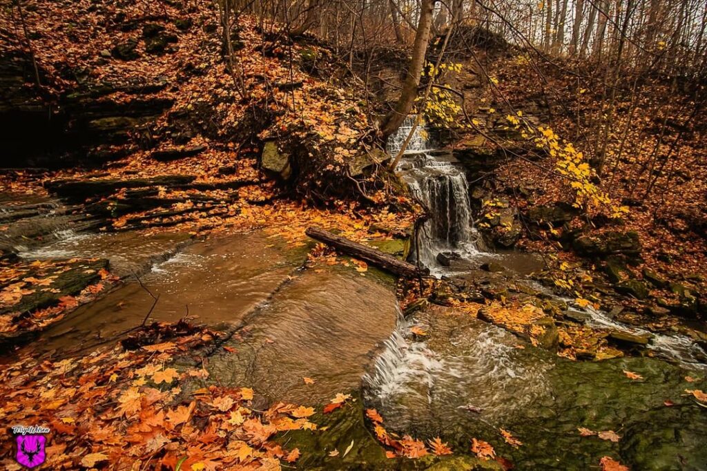 All the colours of autumn in nature 🍂
