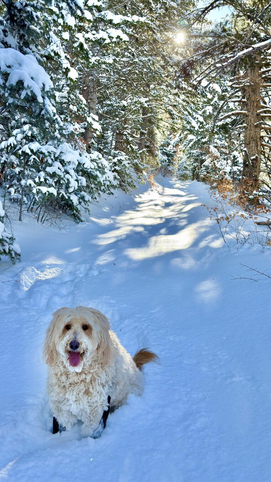 My beloved, snow-bearded mountain dog blazed the trail today
