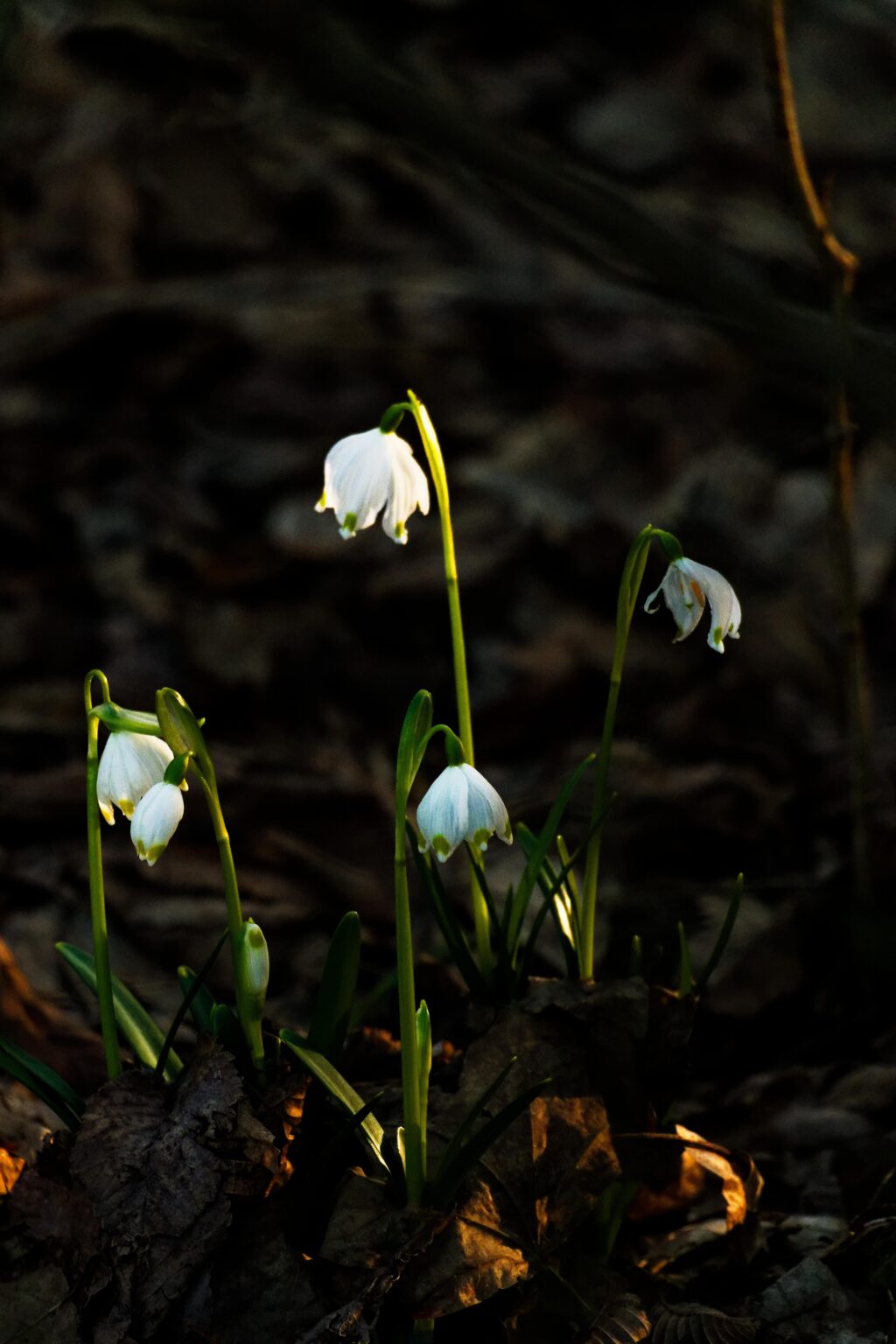 Heralds of spring
