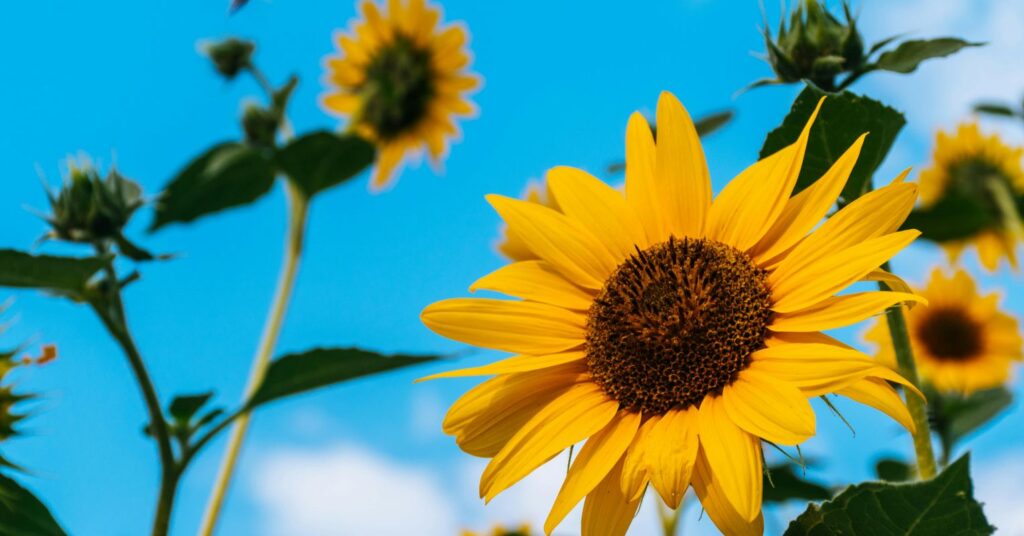 The Joy and Good Fortune of Catching It Early The Joy and Good Fortune of Catching It Early