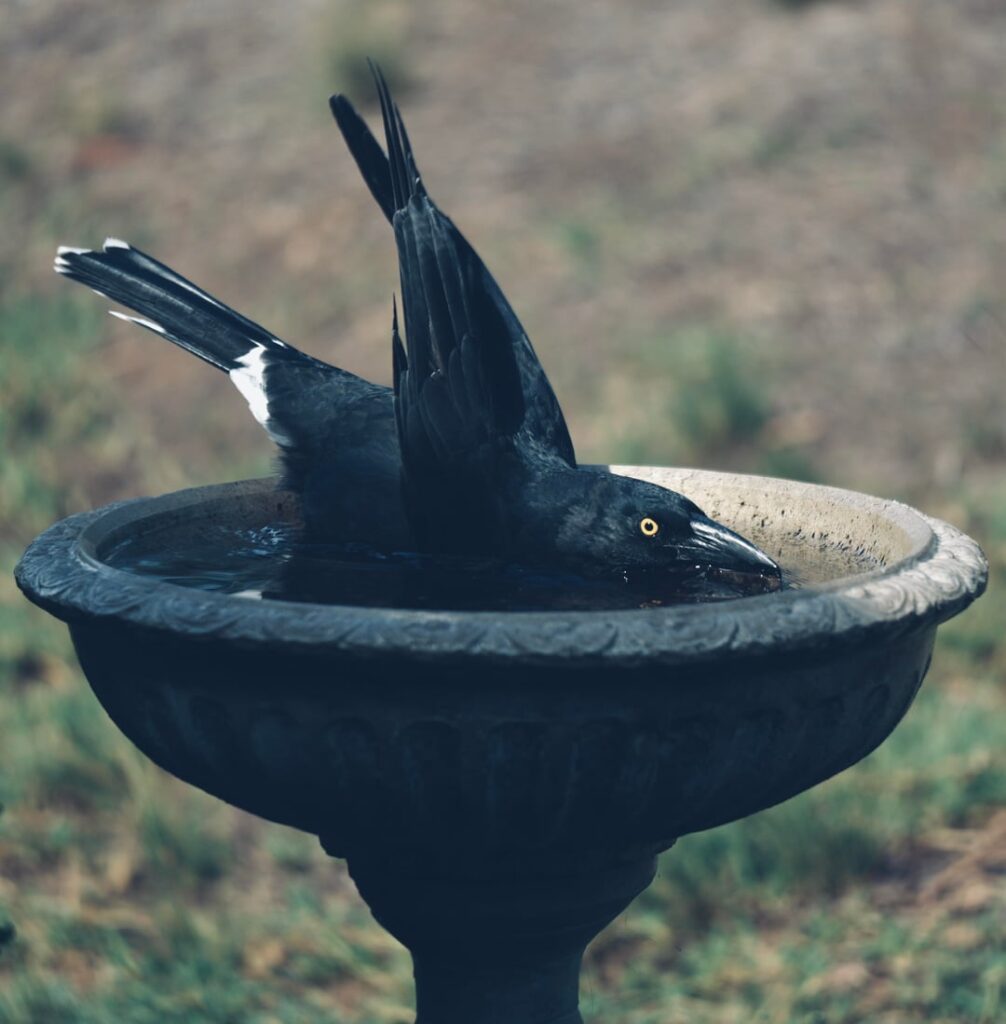 My wife built a garden and the birds came.