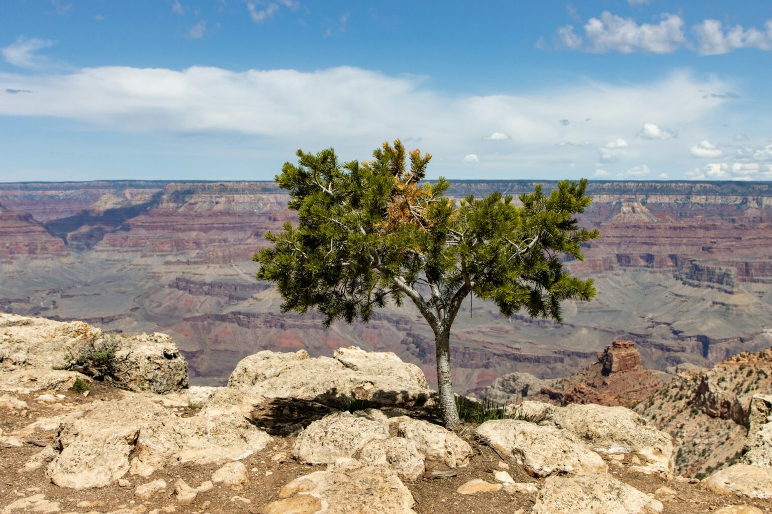 Will The US Economy Remain Resilient Despite AI Derangement Syndrome?