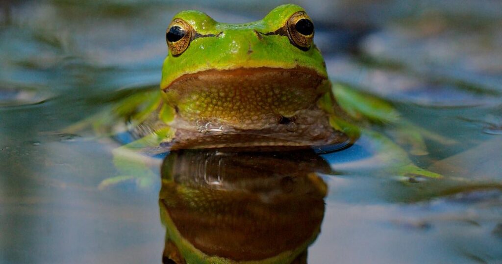 Progress made on biodiversity, but swifter action needed