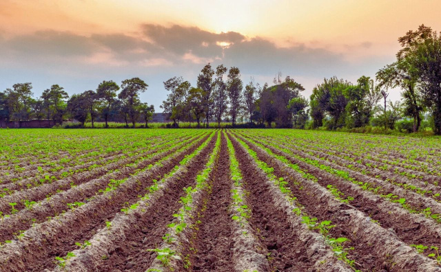 Bulgaria: EU Farmland Prices Climb in 2024, Bulgaria Records Near-6% Increase