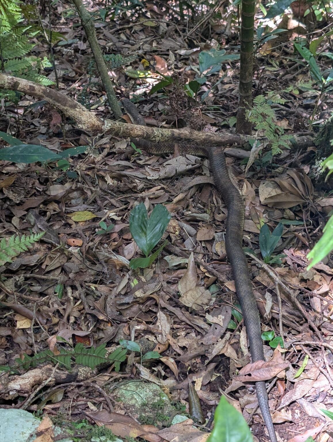Suddenly Snake