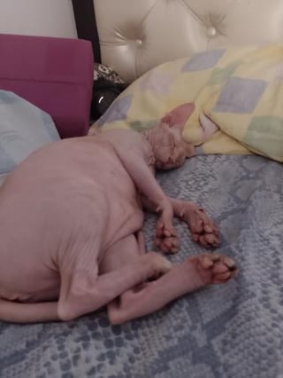 We love Gatotritis!!